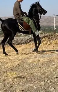 پانسیون نگه داری اسب