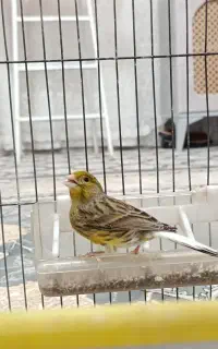 ماده قناری سبز
