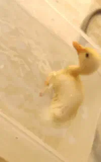 جوجه اردک خوشگل