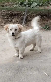 سگ پاکوتاه