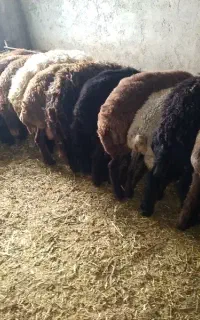 فروش ۴۰ راس بره نر