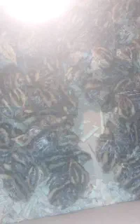 جوجه بلدرچین ۱۸ روزه
