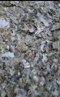 کودکبوتر