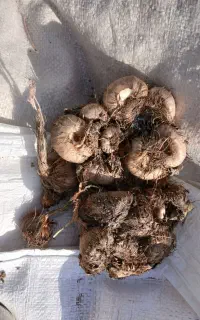 پیاز زعفران