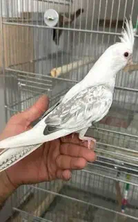 فروش یک عدد عروس هلندی البینو نر سخنگو واضح و کامل