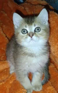 بریتیش  نر و ماده