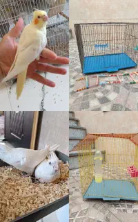 انواع عروس هلندی و قفس و هفت تخم