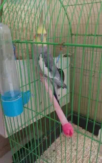 نر ماده