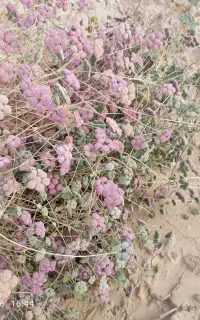 میش‌کورک