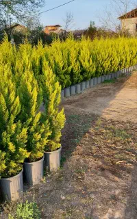 فروش  انواع سرو وکاج ولاوسون