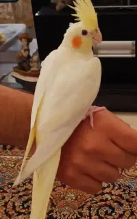پرنده