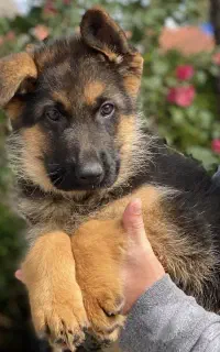 سگ ژرمن