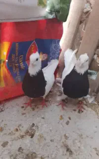 طوقی سیاه
