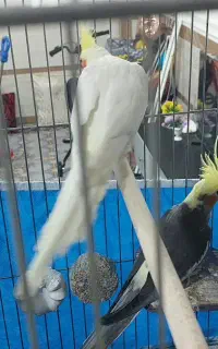 عروس