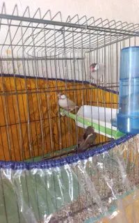 فنچ نرگسی بالغ