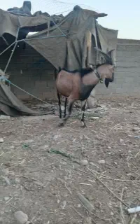 حیوانات اهلی