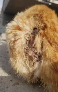 گربه زخمی نیازه کمک سریع