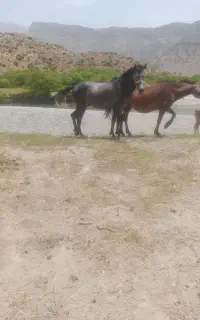 اسب کهر سیاه)میش بز