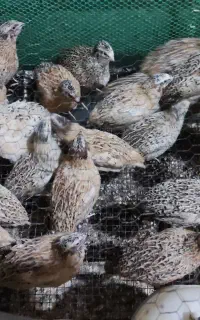 بلدرچین دم تخم