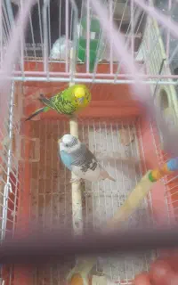 یک جفت مرغ عشق