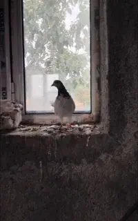 کبوتر یا کفتر