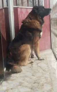 سگ نر قفقازی