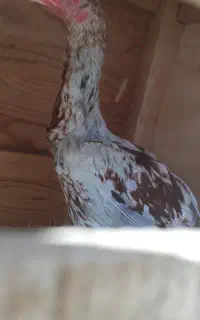 دو عدد خروس لاری