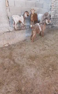 ۴ عدد بزغاله