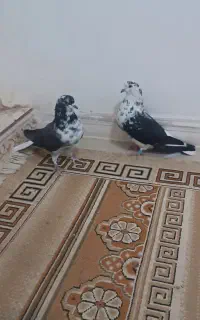 کبوتر پرشی