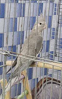 عروس هلندی شش ماهه رام