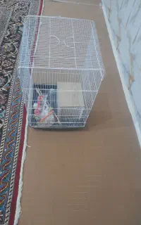 قفس بزرگ