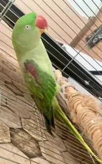شاه طوطی ماده تخم گذار