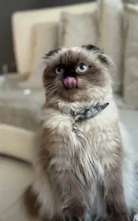 گربه اسکاتیش هیمالین پوینت