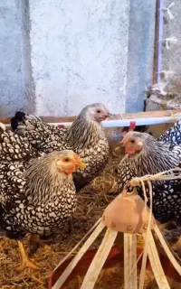 تخم نطفه دار ویاندوت