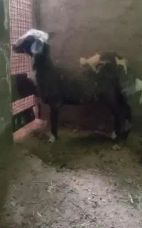 بره ماده