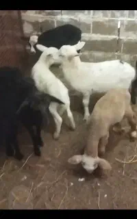 ۷ عدد بره یکماهه نژاد روشا و لاروف چندقلوزا