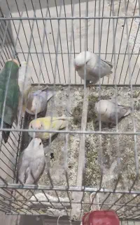 کوتوله برزیلی