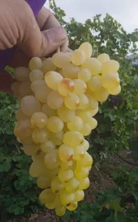 هرس،پاکنی،کوددهی ،سرپرستی کامل