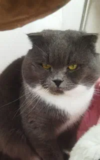 پیشی اسکاتیش