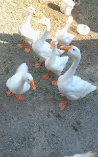 غوقاز