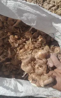 فروش پیاز زعفران رادکان