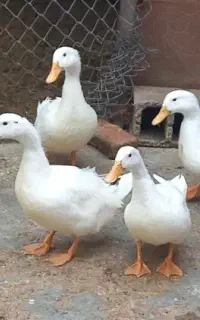 قوغاز و اردک