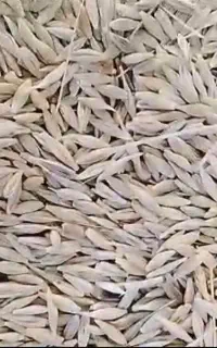 جو آبی