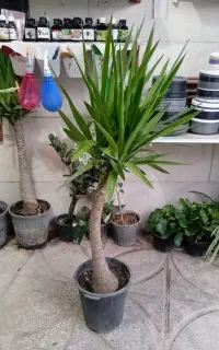 گل سرخس بزرگ .گلدان یوکا بزرگ