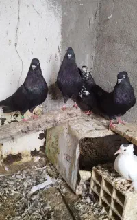 گمشده پرنده شهرستان جم
