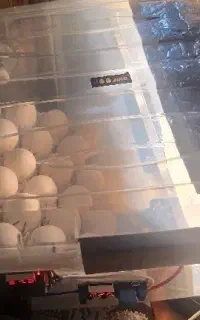 دستگاه جوجه کشی