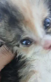 واگذاری رایگان دوتا بچه گربه