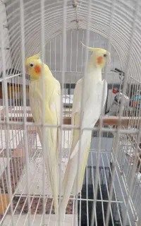 طوطی عروس هلندی