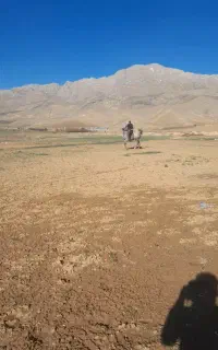 فروش ۲راس مادیون درجه یک سواری دار