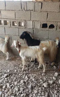 فروش بز
